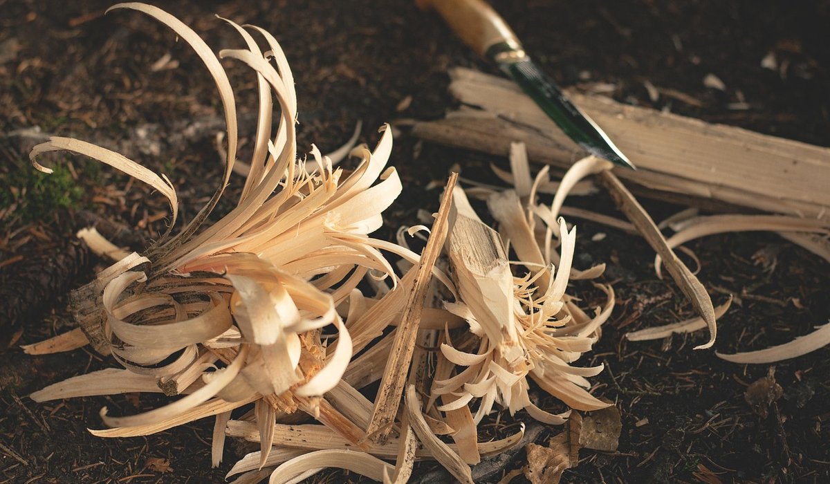 Identifying common edible plants in British woodlands